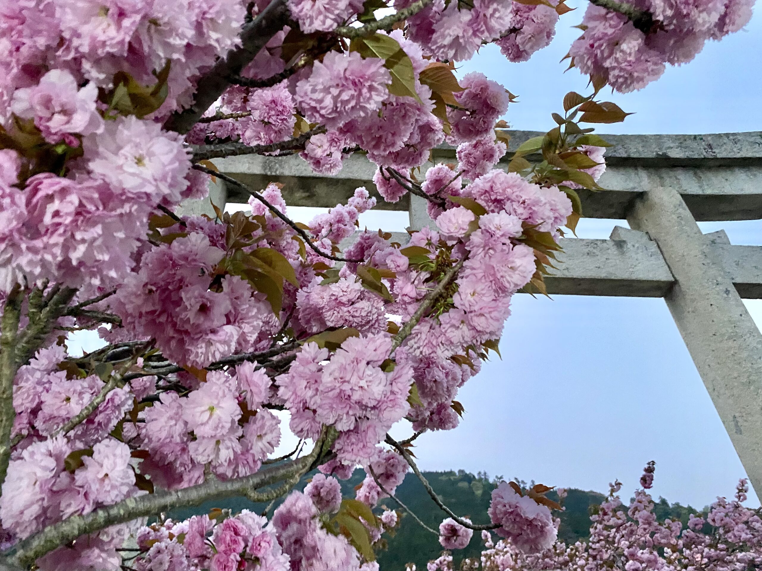 撮りにこんせ‼フォトコンテスト|滋賀・長浜北部|6月18日6枚目 伊香具神社の八重桜