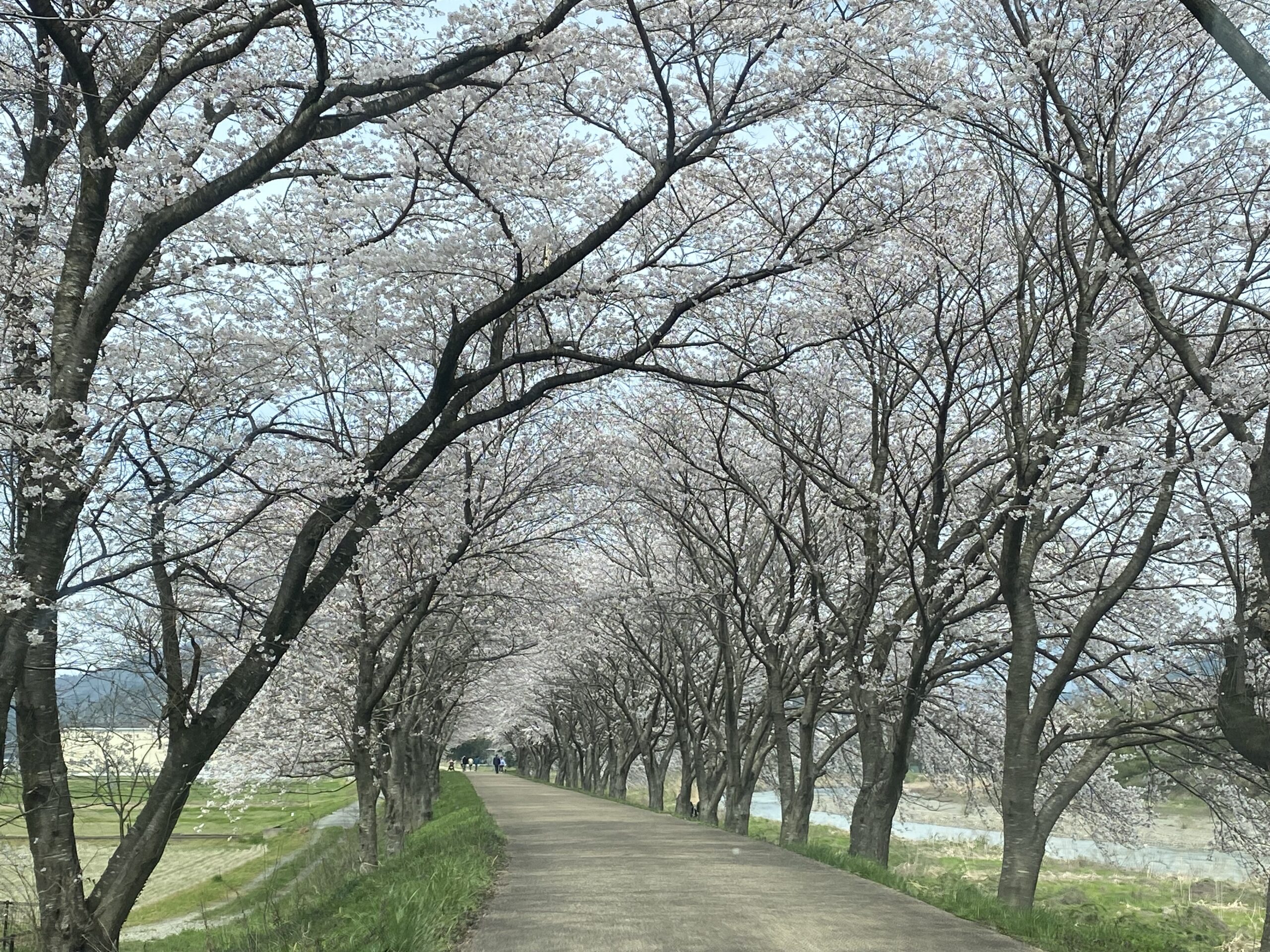 撮りにこんせ‼フォトコンテスト|滋賀・長浜北部|6月18日10枚目 高時川の桜のトンネル